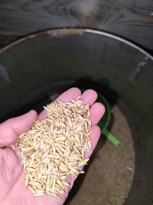 Овес 7-8 мешков. По 40 кг