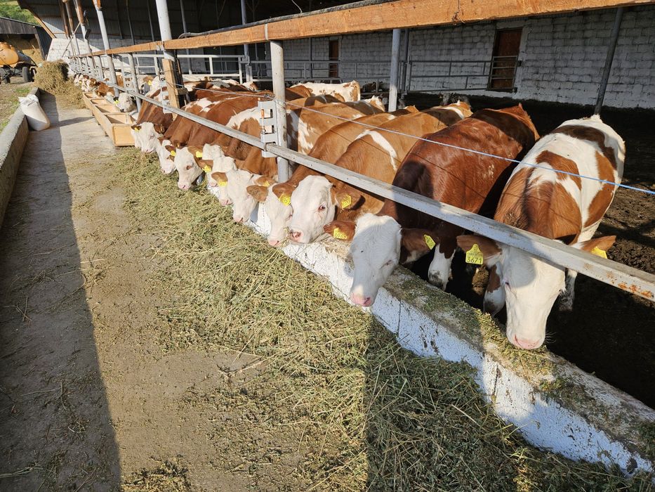 Vitele si vitei de vanzare..