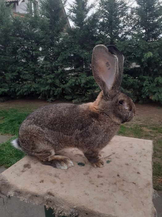 Masculu de uriaș gri