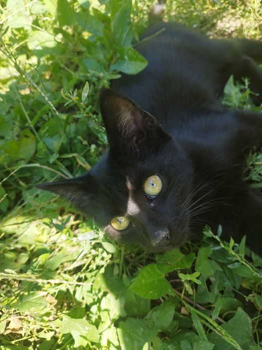 Pisoiaș pentru adopție!