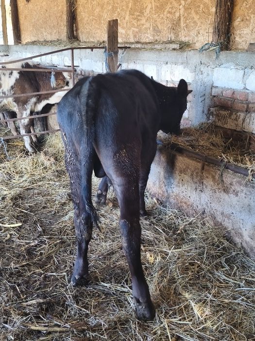 Vânt tăuraș de 8 luni