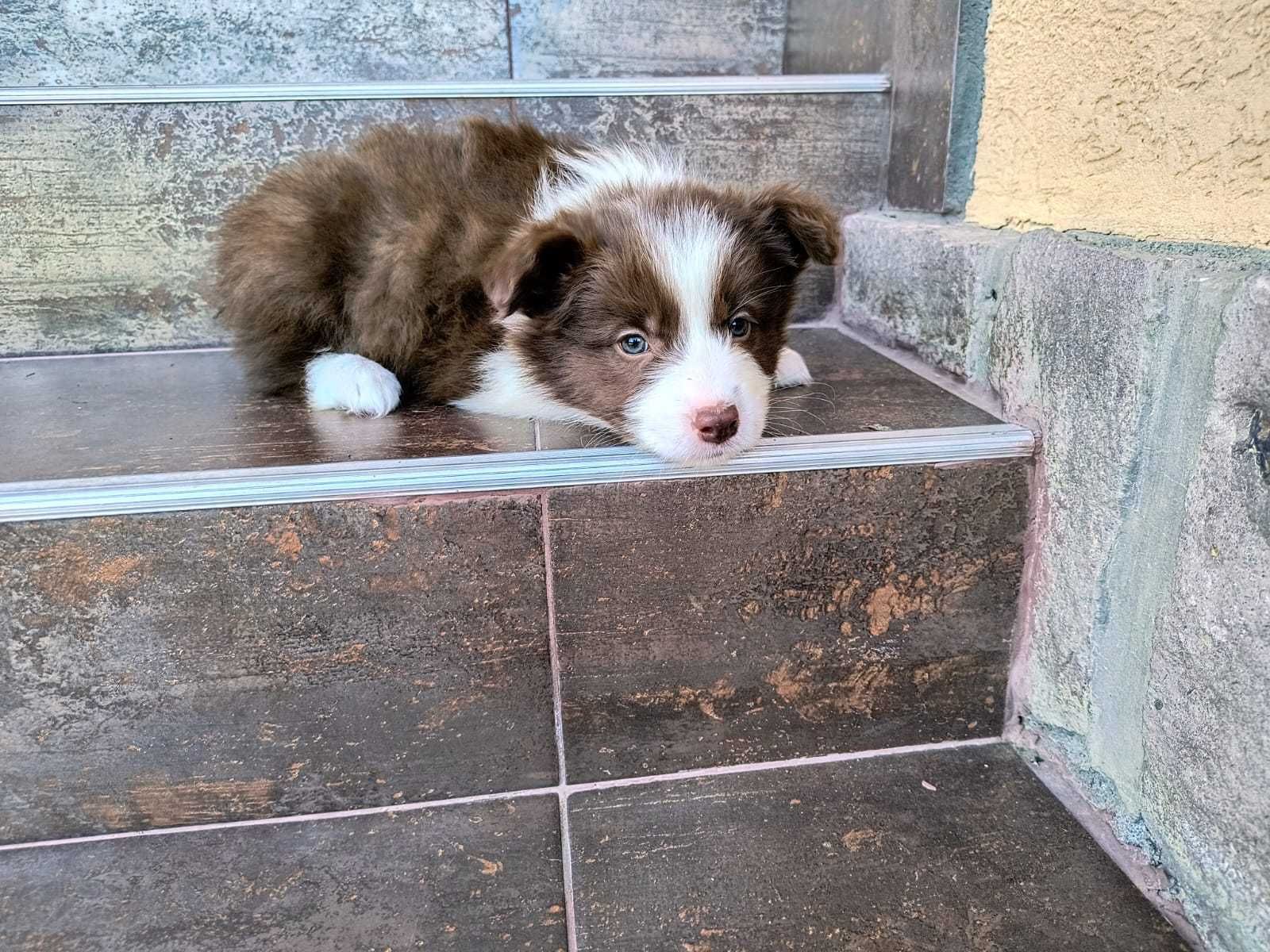 Pui Border Collie cu Pedigree de la parinti testati genetic