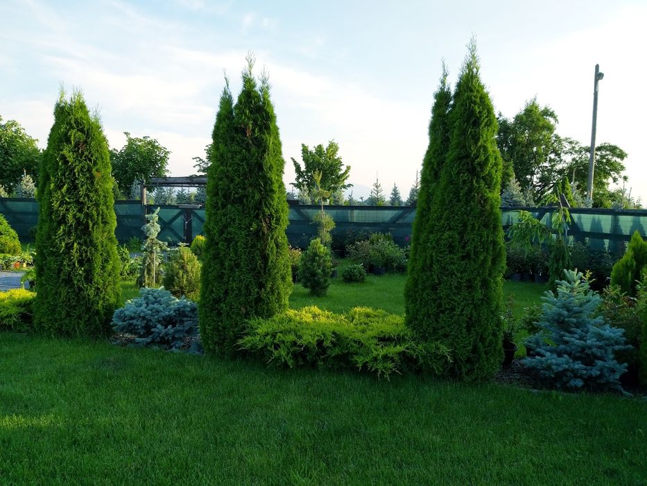 Tuia smarald, columnaris, occidentalis leylandii brabant tei mesteacan