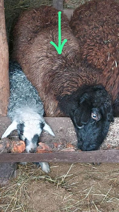 Продам две крупные матки на мяса!