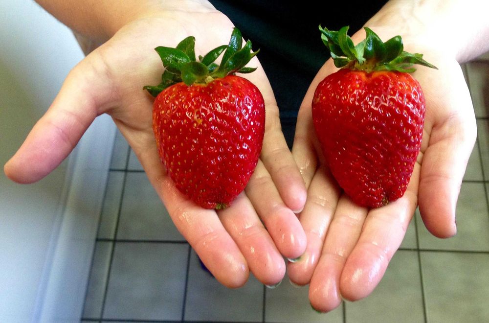 Stoloni Capsuni Soiul Gigant Si Alte Soiuri In Comentariu