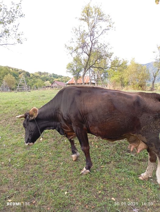Vând vacă ( de ținut )