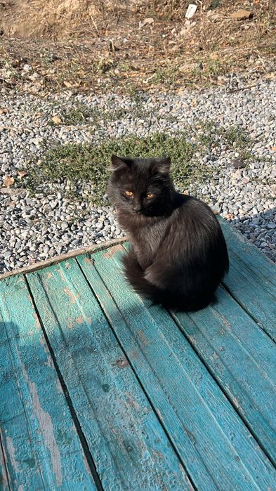 Котята ищут дом.