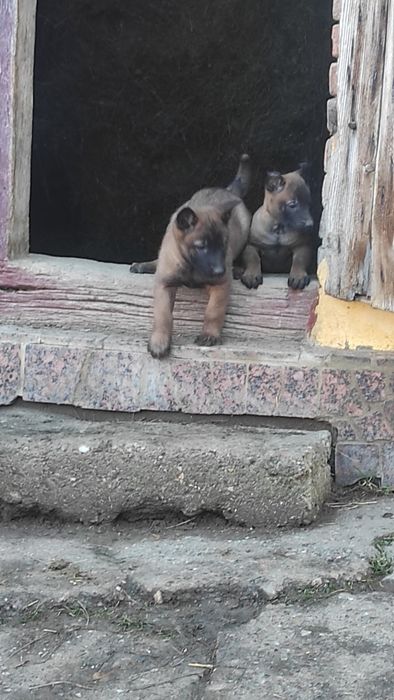 Donez pui Ciobanesc belgian malinois