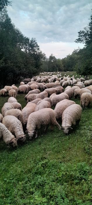 Vând oi reforme.