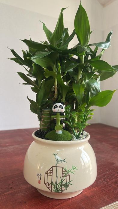 Бамбук для привлечения  достатка