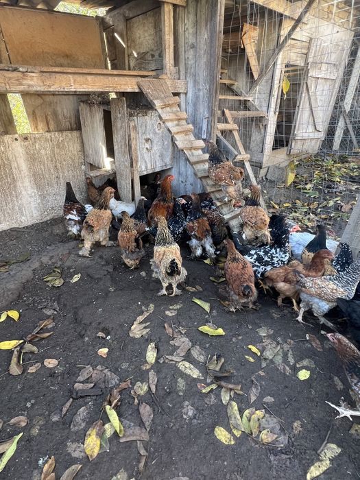 Pui de casa de vanzare