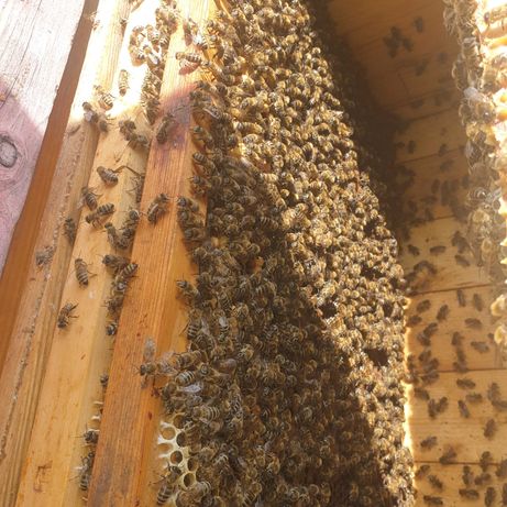 Vand albine pregatite pentru cules salcam