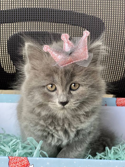 Пристраиваем маленькую принцессу