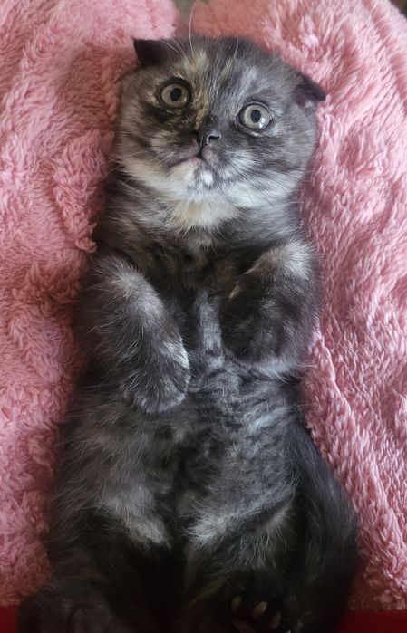 Продажа породистых  хулиганов