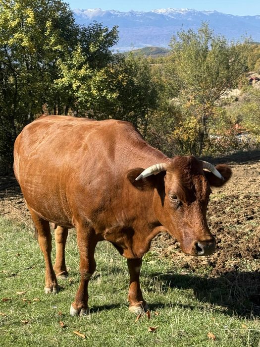 Продавам стелна крава