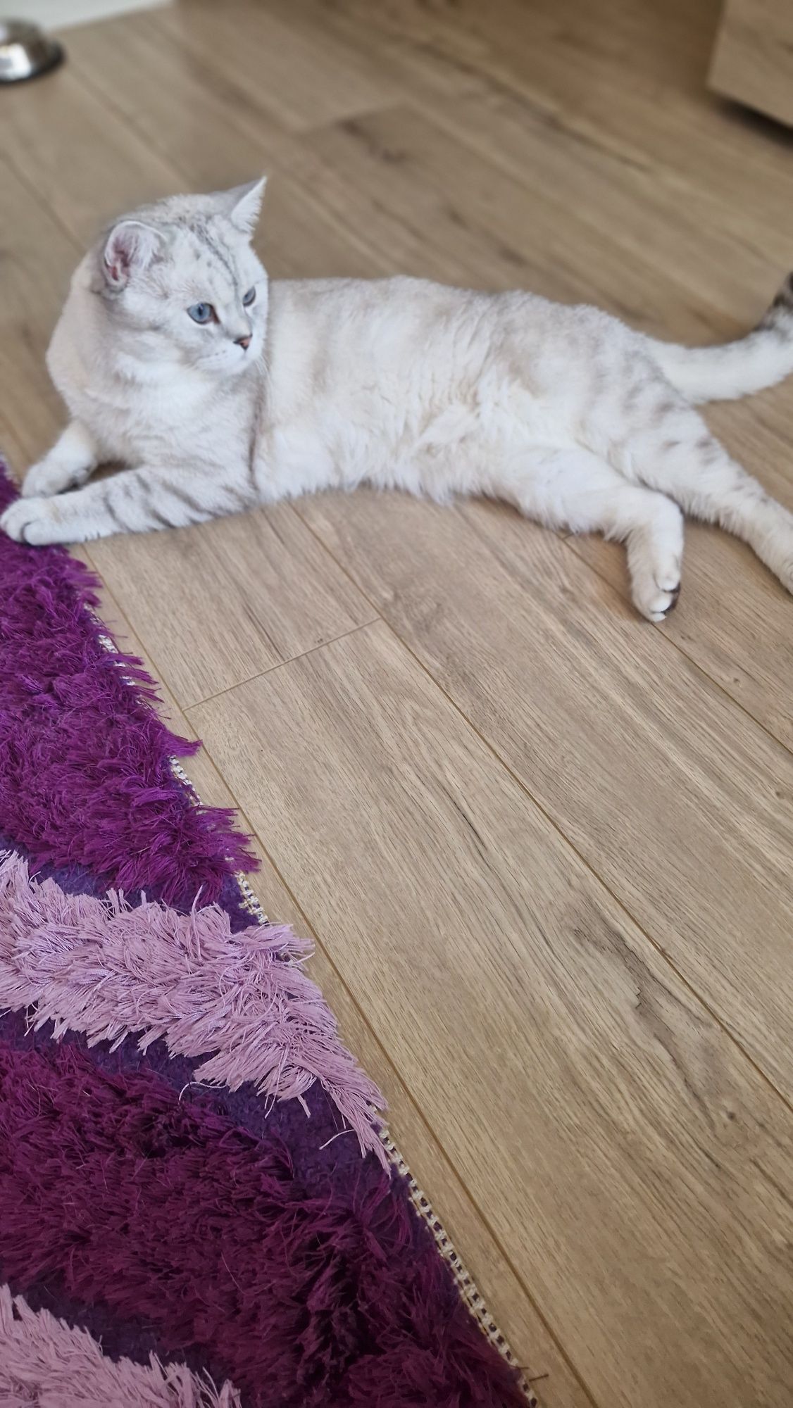Шотландско таби коте