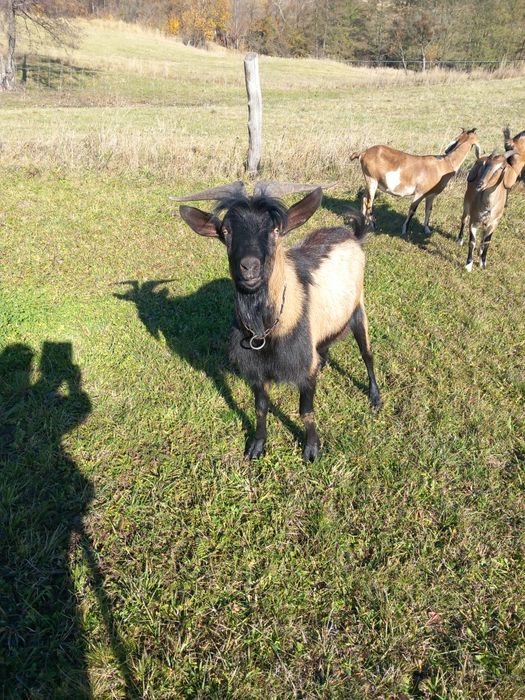 Vînd urgent  țap alpin  francez