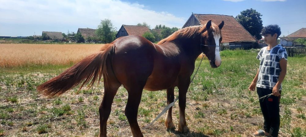 Vând mânz semi greu de 1an și 6luni este cuminte nu da cu piciorul