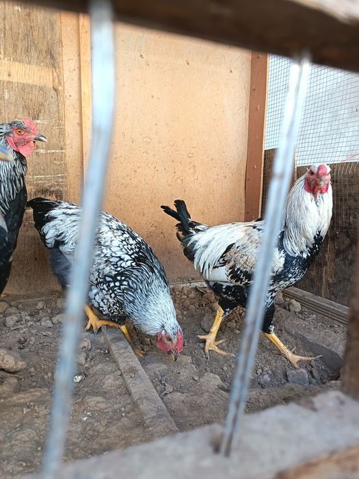 Brama tochkali sotiladi