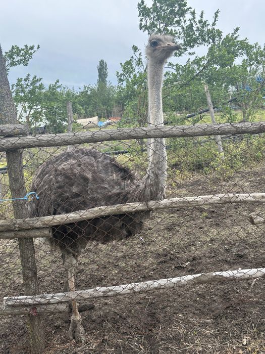 Struț femelă de vanzare