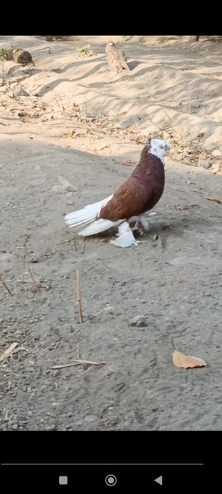 Qizil Hakka Nar katta urugʻ