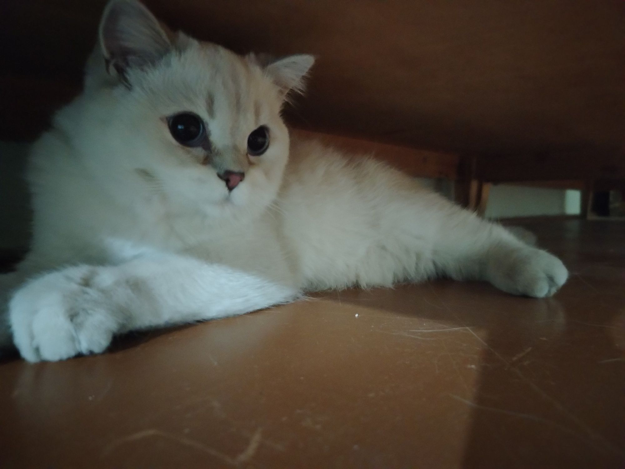 Кот с типажом коби