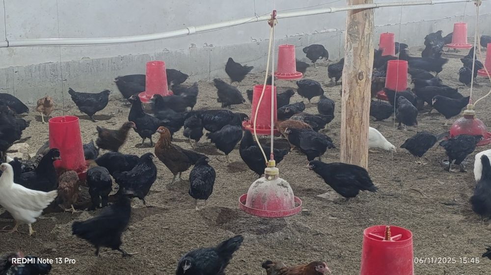 Anjon qora tovuqlari