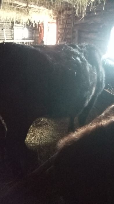 Тайша сатам. Продам Телочку.