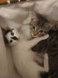 Отдам двух котиков!