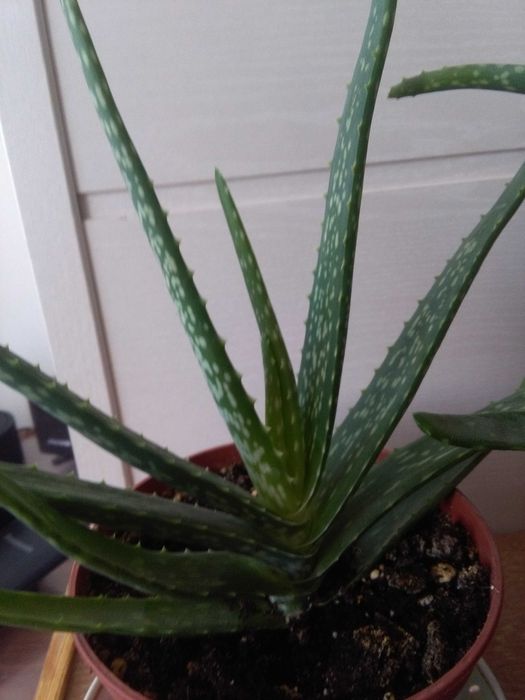 Алоэ способно улучшить состояние здоровья домочадцев