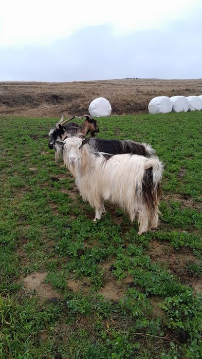 Disponibile 3 capre scimb pe oi