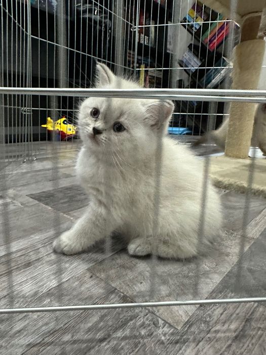 Британски котета