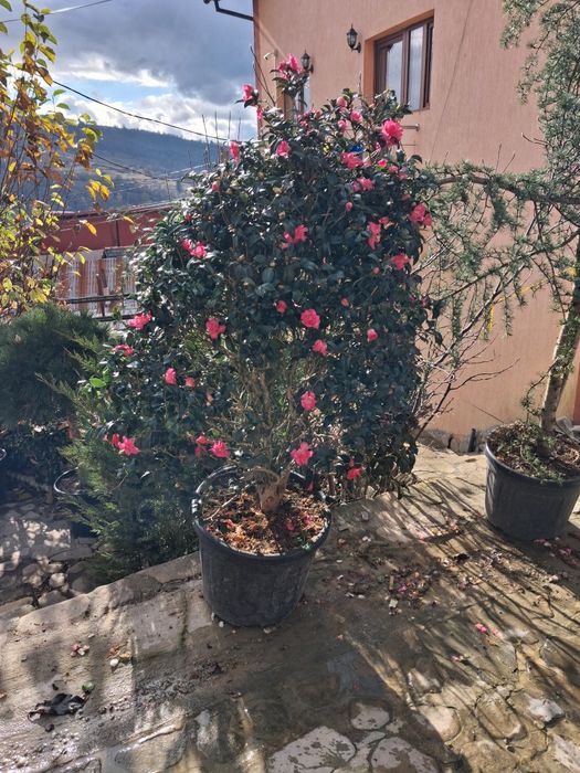 Vând plante oranametale