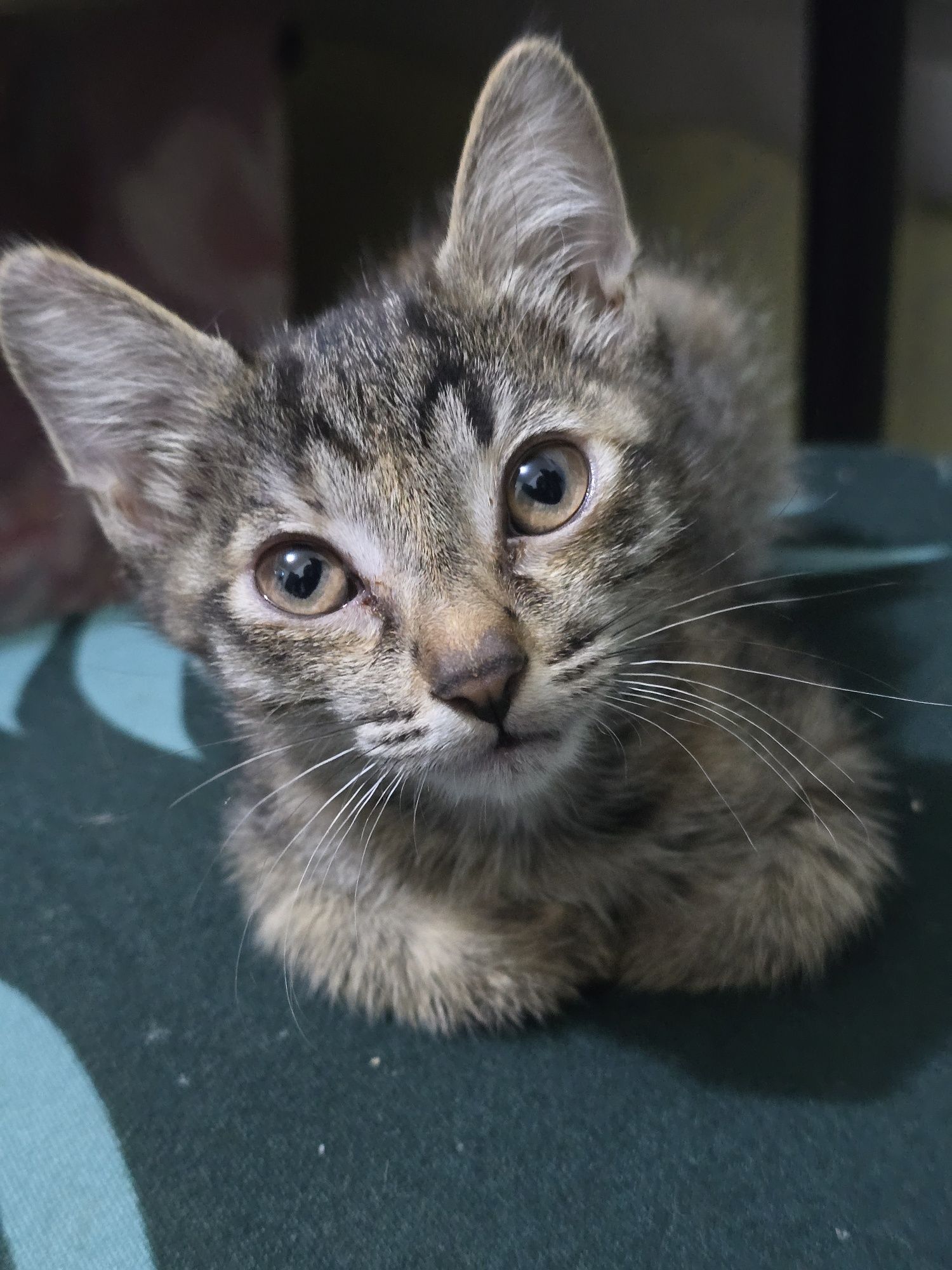 Есть котята отдам !!!