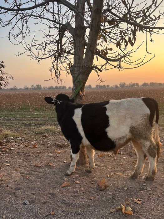 Buqacha 11 oylik sifat