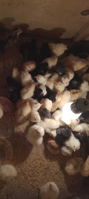 Продам цыплят разной породы