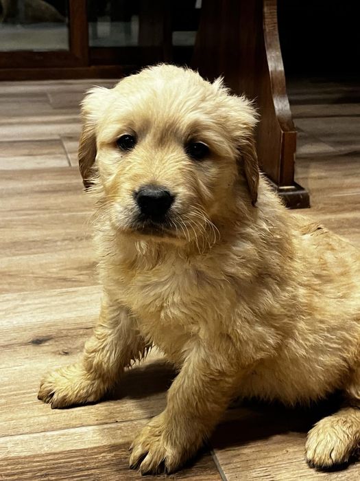 Чистокръвни Голдън ретривър бебетата