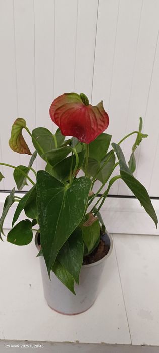 Антуриум цветок домашний