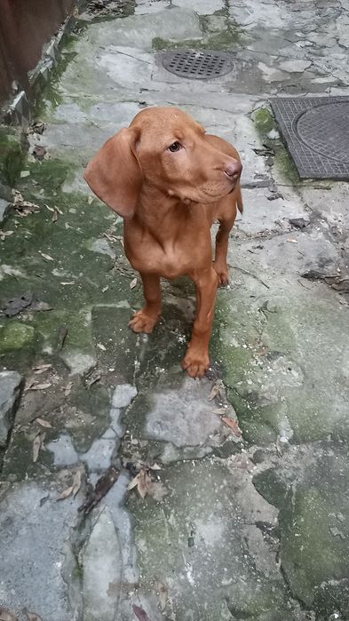 Vijla maghiara, magyar vizsla