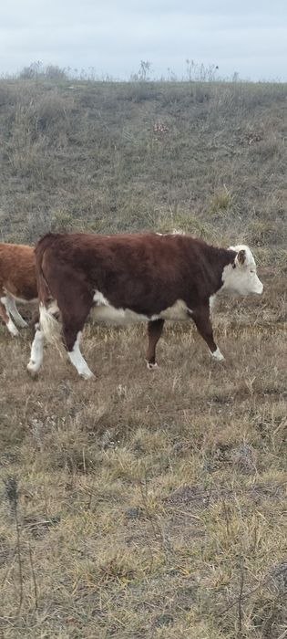 Кашар сатылады хабарласамыз