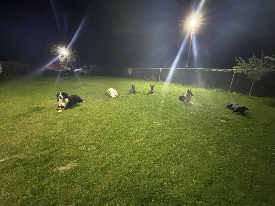 Pensiune canina Brasov