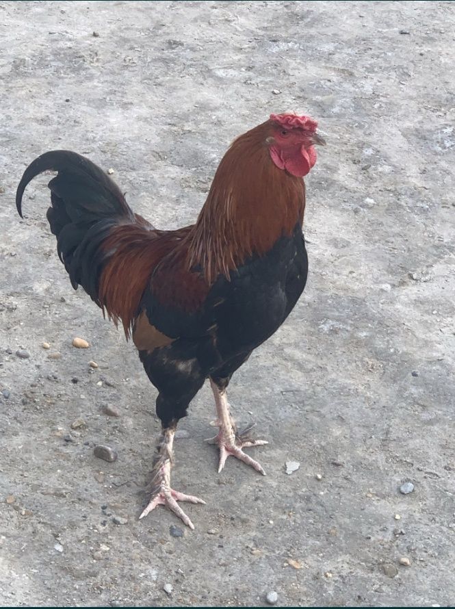 Xõroz sotiladi zotdor