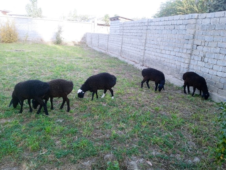 Кучкорлар сотилади услуга мясника