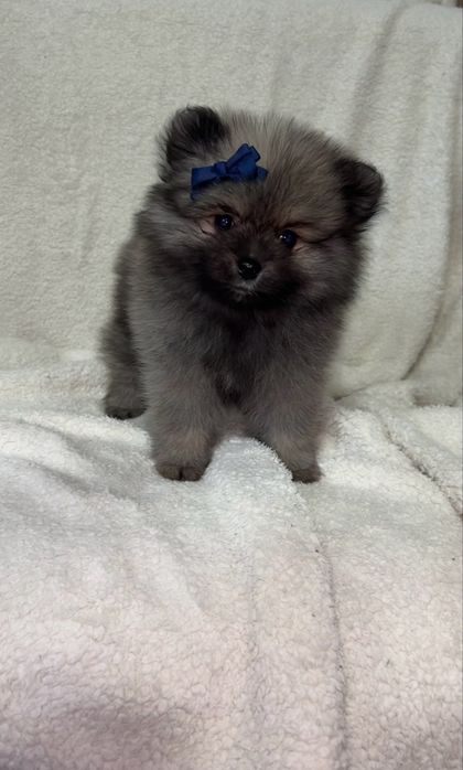Baietel Pomeranian disponibil