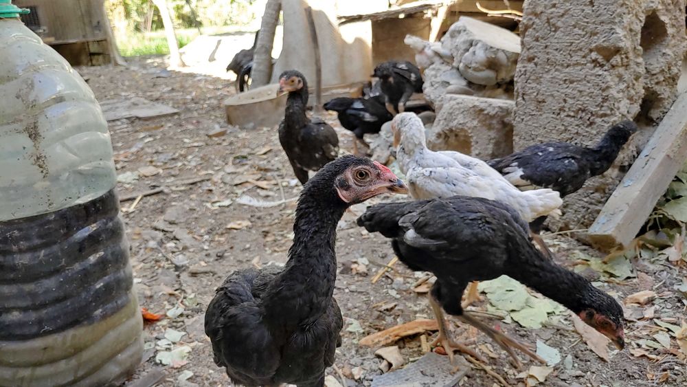 КО ШАМО японка хуроз жужалари сотилади