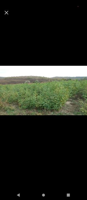 Puieți salcâm frasin fag carpen ulm plop mesteacăn brad molid Tei arin