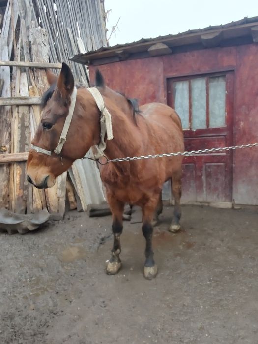 Vind cal(iapă) bun de tras!Merge la ulube cât si la oiște! Excelent!