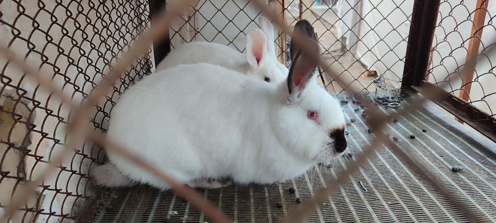 Quyonlar sotiladi. Продаются кролики!