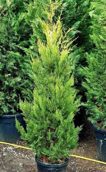 Plante ornamentale