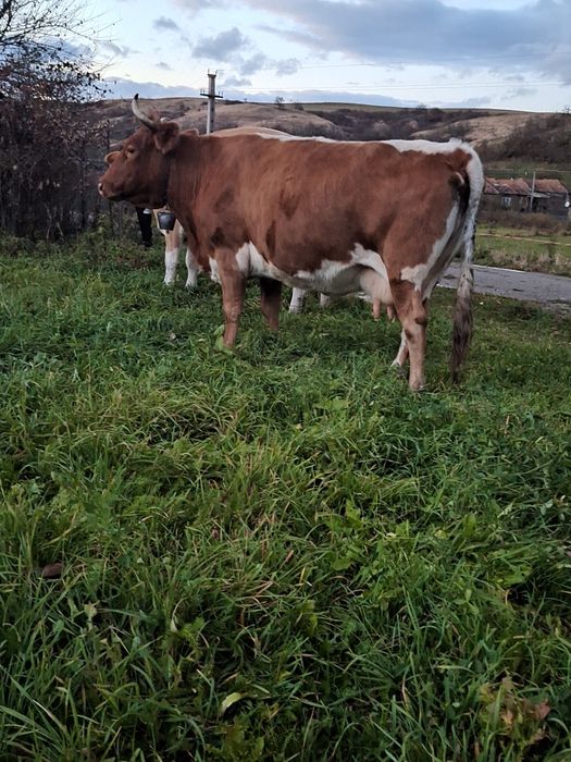 Vand vaca bună de lapte